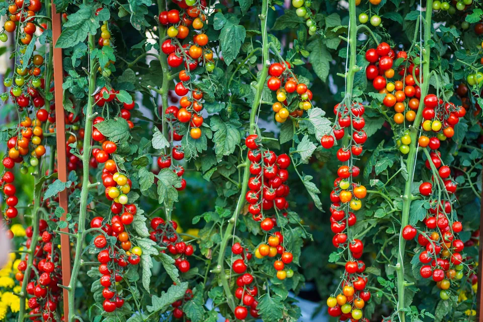 Cherry tomato plants growing tall with ripe red fruit on the vines