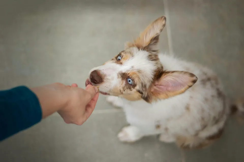 A small dog taking a treat from a hand